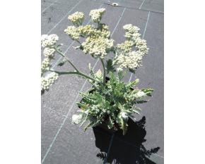 Achillea ‘Moonshine’