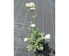 Achillea ‘Moonshine’