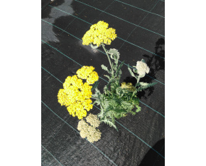 Achillea ‘Moonshine’