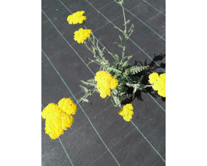 Achillea ‘Moonshine’