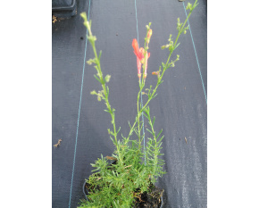 Penstemon pinifolius