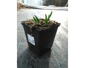 Allium ‘Millenium’