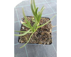 Allium ‘Millenium’ P9x9