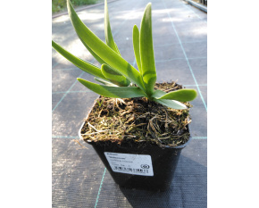 Allium ‘Millenium’ P9x9