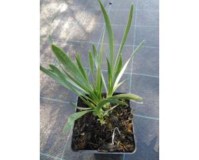 Allium ‘Millenium’ P9x9