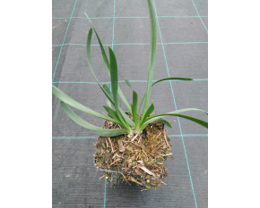 Allium ‘Millenium’ P9x9