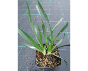 Allium ‘Millenium’ P9x9