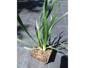 Allium ‘Millenium’ P9x9