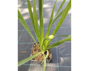 Allium ‘Millenium’ P9x9