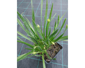 Allium ‘Millenium’ P9x9