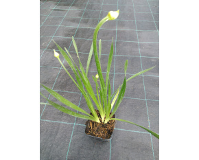 Allium ‘Millenium’ P9x9