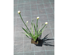 Allium ‘Millenium’ P9x9