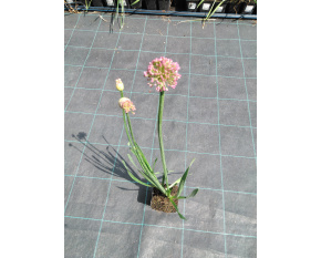 Allium ‘Millenium’ P9x9