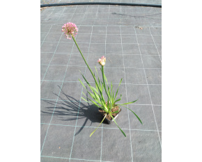 Allium ‘Millenium’ P9x9