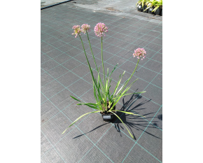 Allium ‘Millenium’ P9x9