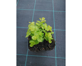Lysimachia nummularia ‘Aurea’
