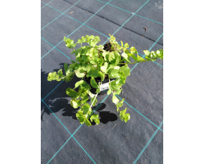 Lysimachia nummularia ‘Aurea’
