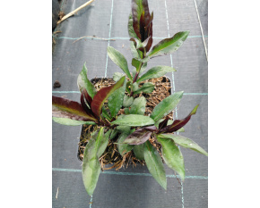 Phlox paniculata ‘Starfire’