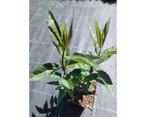 Phlox paniculata ‘Starfire’