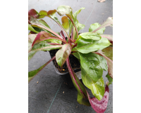 Penstemon digitalis ‘Husker Red’