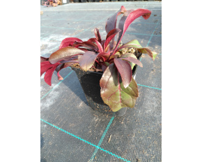 Penstemon digitalis ‘Husker Red’