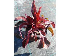 Penstemon digitalis ‘Husker Red’