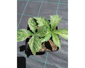 Rodgersia aesculifolia