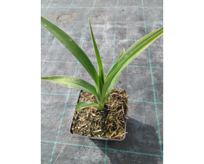 Hemerocallis ‘Gentle Shephard’
