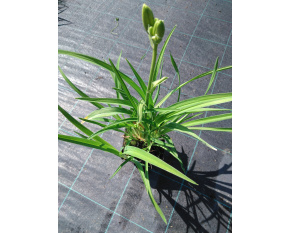 Hemerocallis ‘Gentle Shephard’