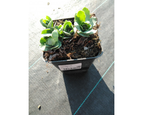 Sedum ‘Herbstfreude’