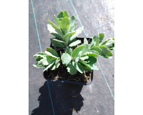 Sedum ‘Herbstfreude’