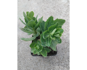 Sedum ‘Herbstfreude’