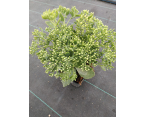 Sedum ‘Herbstfreude’