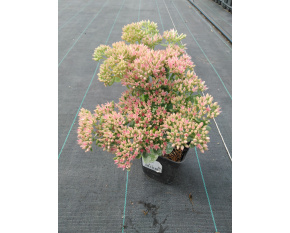 Sedum ‘Herbstfreude’