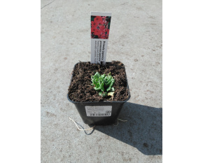 Primula japonica ‘Miller's Crimson’