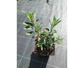 Gaura lindheimeri ‘Whirling Butterflies’
