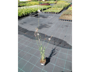 Gaura lindheimeri ‘Whirling Butterflies’