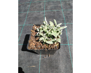 Anaphalis triplinervis ‘Silver Wave’