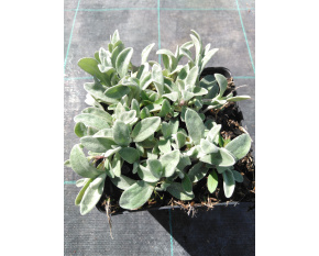 Anaphalis triplinervis ‘Silver Wave’