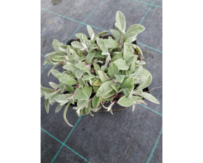 Anaphalis triplinervis ‘Silver Wave’