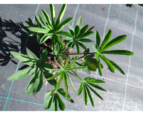Lupinus polyphyllus ‘Gallery Blue’