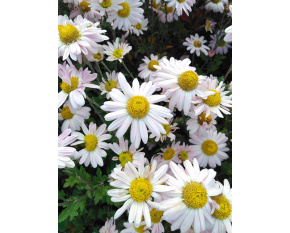 Chrysanthemum ‘Hebe’