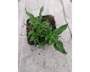 Salvia nemorosa ‘Schneehügel’