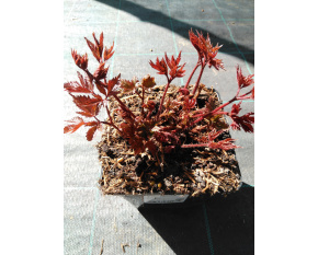 Astilbe x arendsii ‘Fanal’