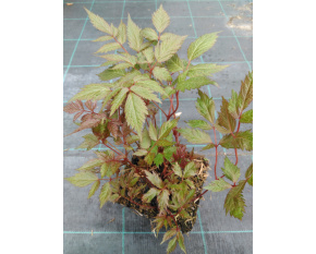 Astilbe x arendsii ‘Fanal’