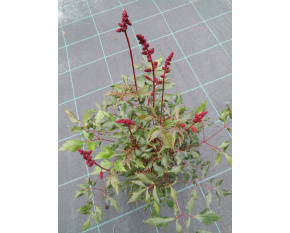 Astilbe x arendsii ‘Fanal’