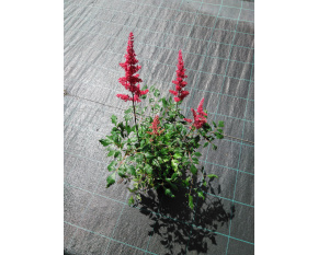 Astilbe x arendsii ‘Fanal’
