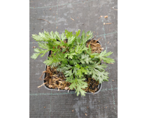 Chrysanthemum coccineum ‘Robinson Rosa’