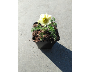 Pulsatilla albana ‘Lutea’