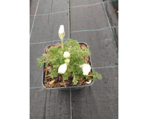 Pulsatilla albana ‘Lutea’